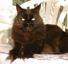 Ranger six years old